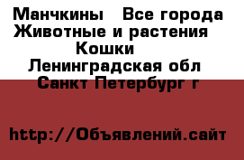 Манчкины - Все города Животные и растения » Кошки   . Ленинградская обл.,Санкт-Петербург г.